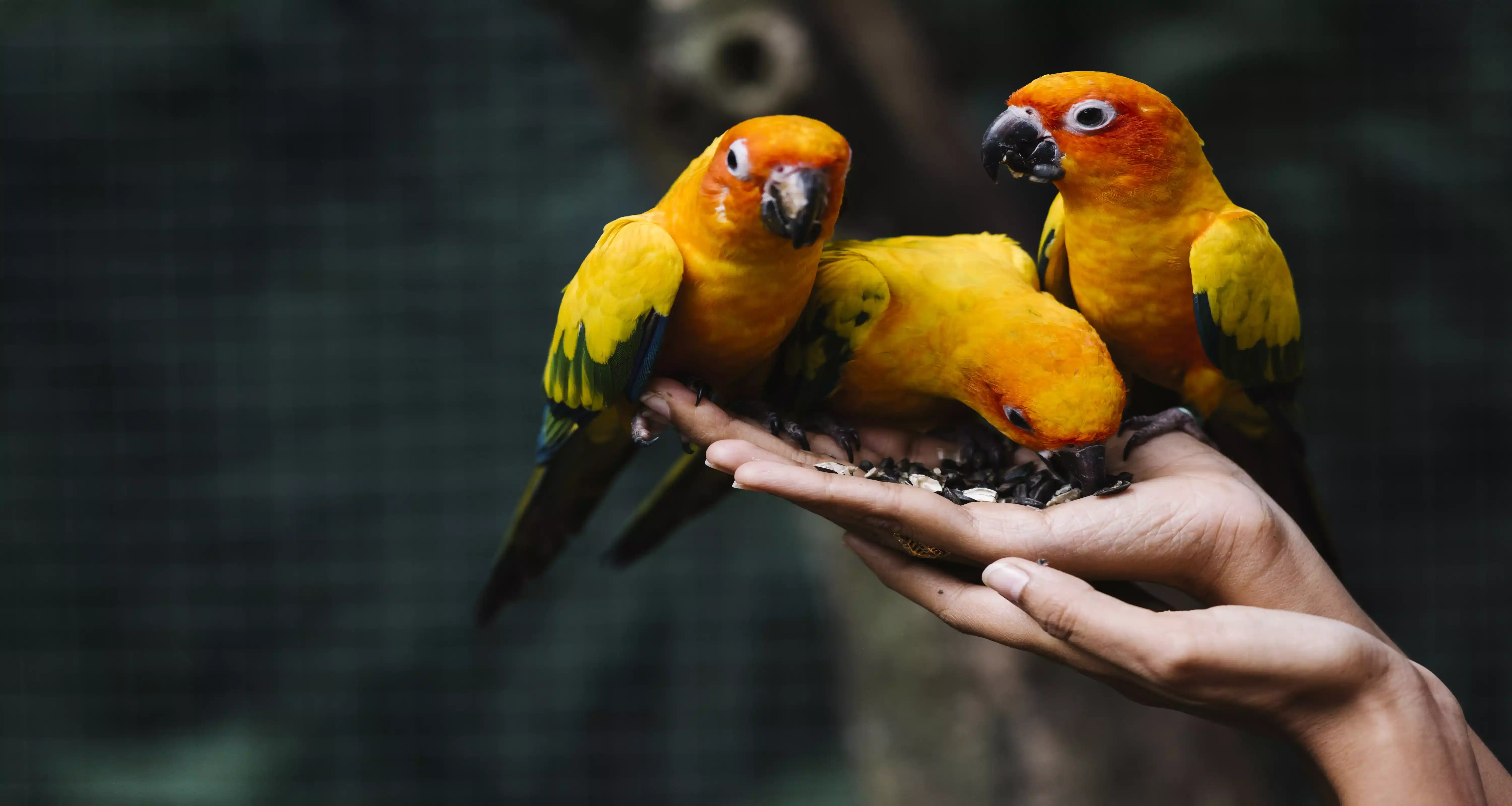 Animais silvestres